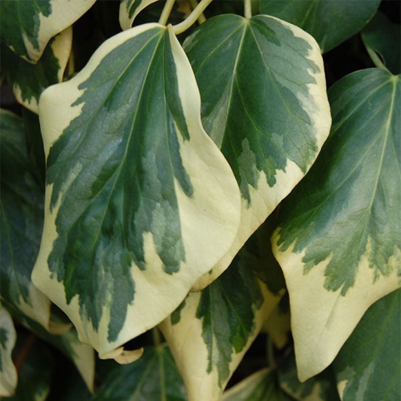 Hedera colchica Dentata Variegata - Persian Ivy (Foliage)