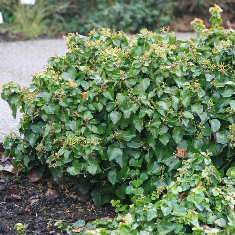 Hedera helix Arbori Compact - Common Ivy (Foliage)