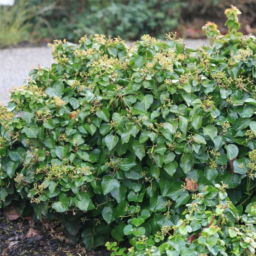 Hedera helix Arbori Compact - Common Ivy (Plant habit)