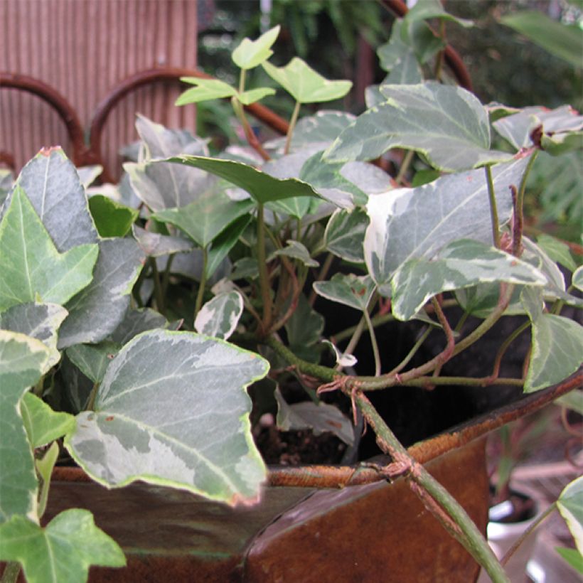 Hedera helix Glacier - Common Ivy (Flowering)