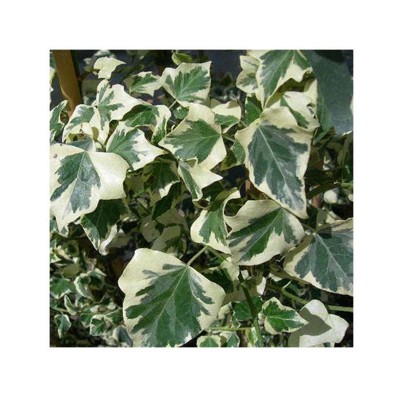 Hedera helix Marginata Elegantissima - Common Ivy (Foliage)