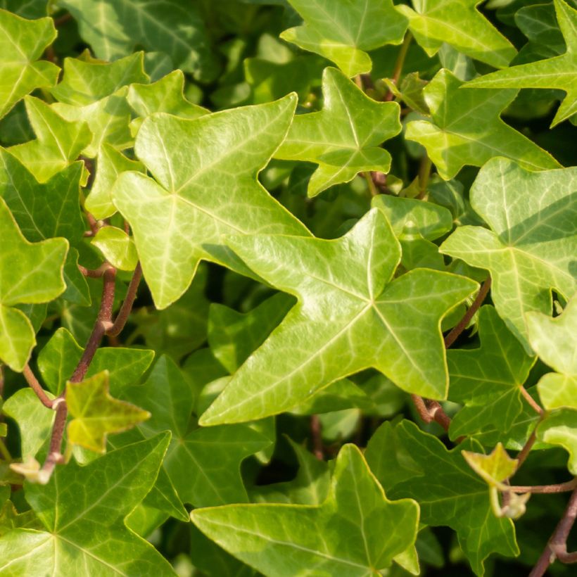 Hedera helix Shamrock - Common Ivy (Foliage)