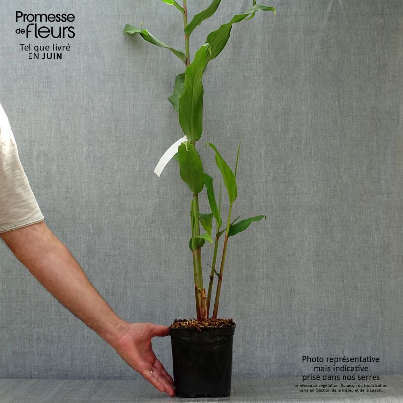 Hedychium coronarium Elizabeth 3L/4L pot sample as delivered in summer