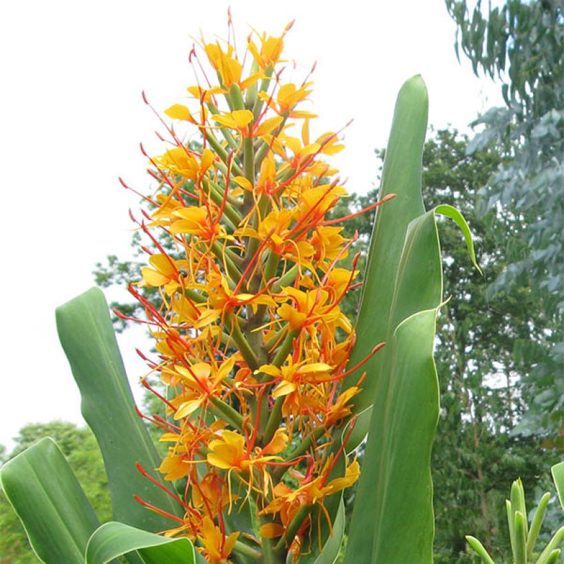 Hedychium coccineum Tara - Ginger Lily (Flowering)