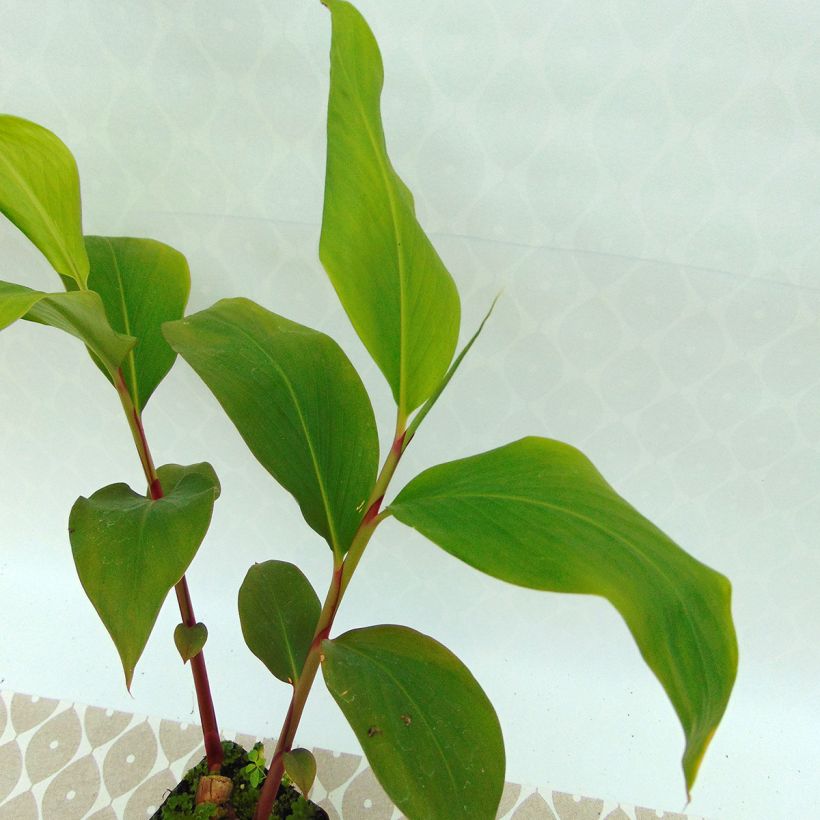 Hedychium ellipticum - Ginger Lily (Foliage)