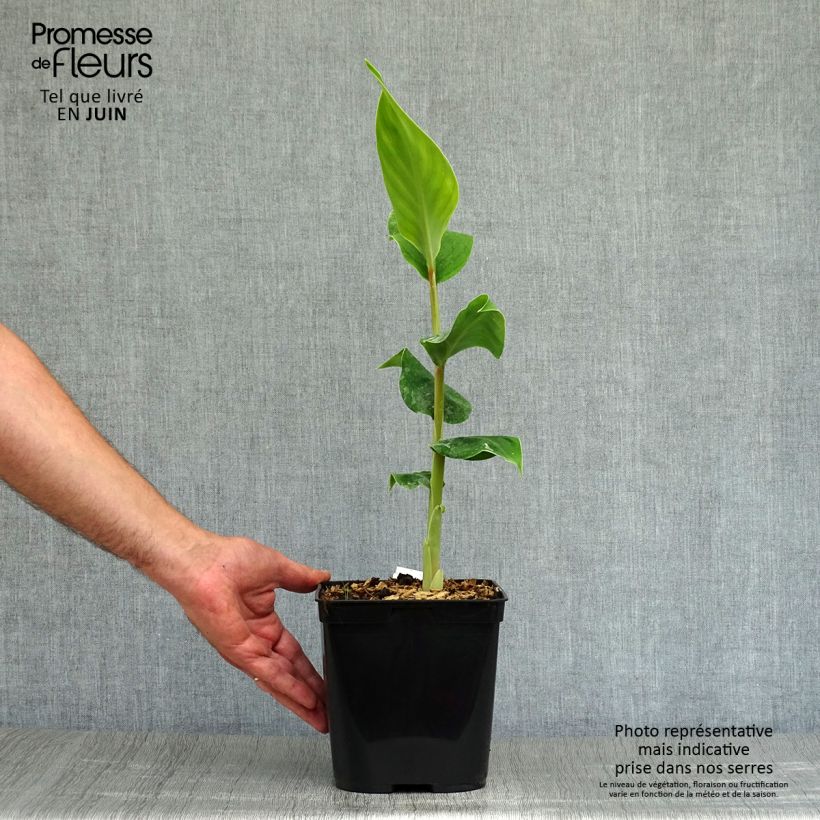 Hedychium gardnerianum - Kahili Ginger 3L/4L pot sample as delivered in summer