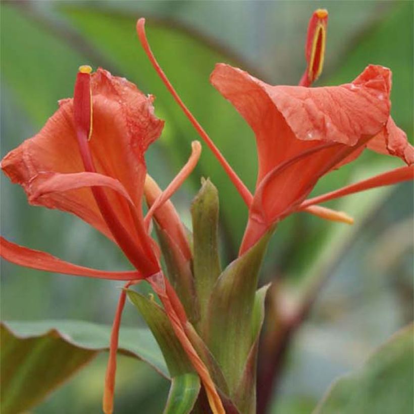 Hedychium greenii - Coral Ginger (Flowering)