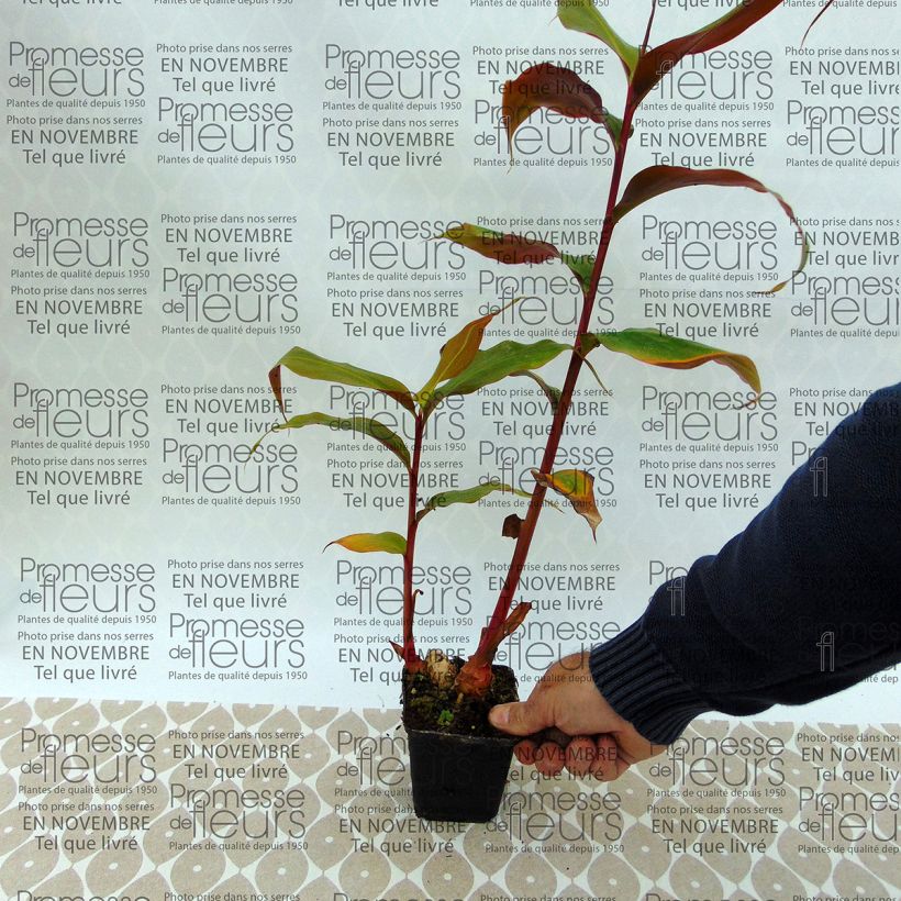 Example of Hedychium greenii - Coral Ginger Bulb size I specimen as delivered