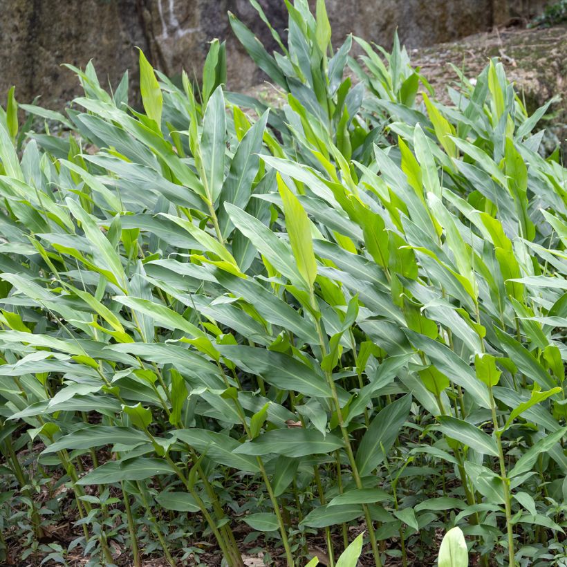 Hedychium maximum (Foliage)