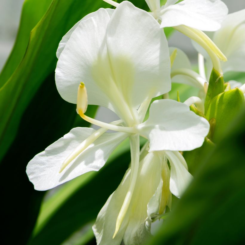 Hedychium maximum (Flowering)