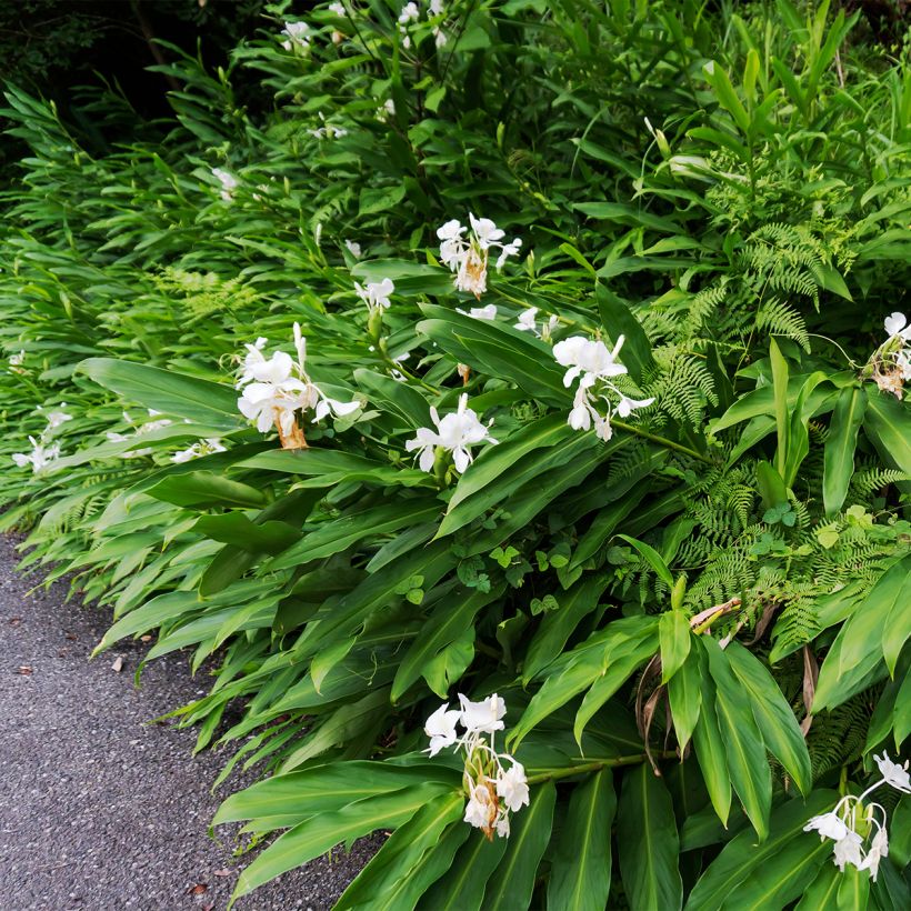 Hedychium maximum (Plant habit)