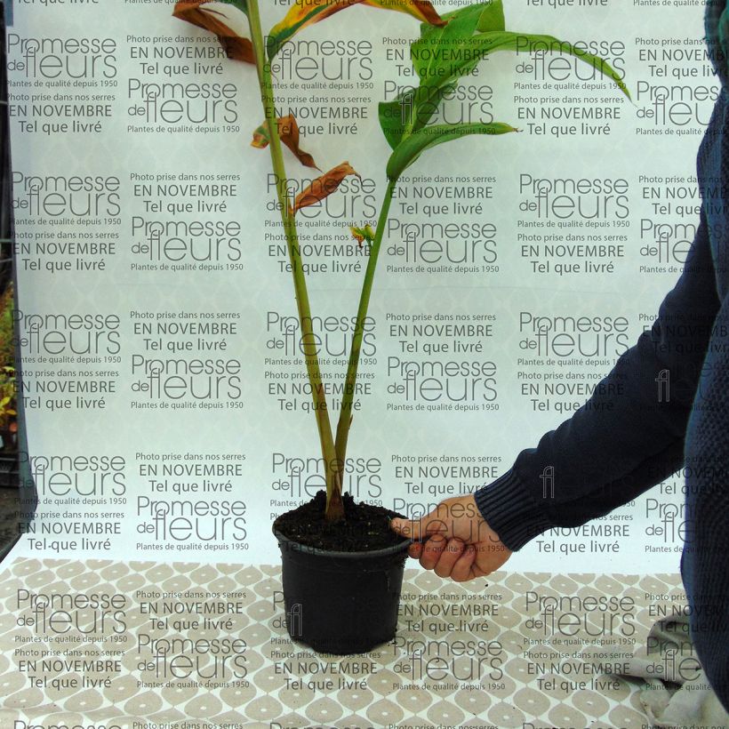 Example of Hedychium spicatum - Ginger Lily 3L/4L pot specimen as delivered