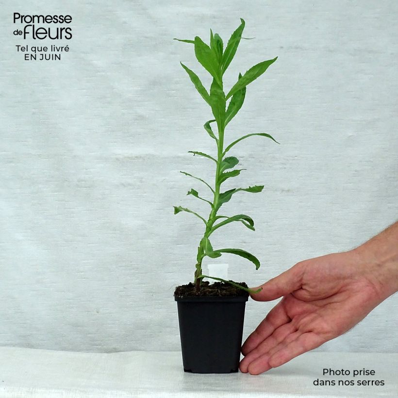 Helenium Baudirektor Linne 8/9 cm pot sample as delivered in summer