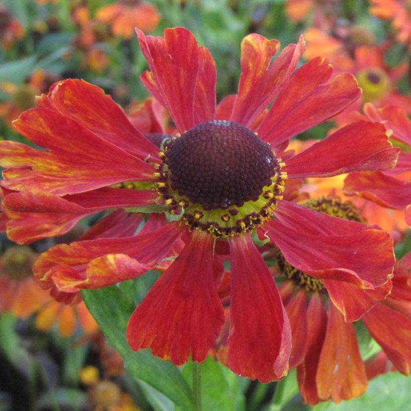 Helenium Baudirektor Linne (Flowering)