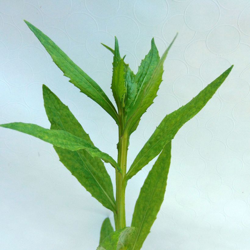 Helenium Dunkle Pracht (Foliage)