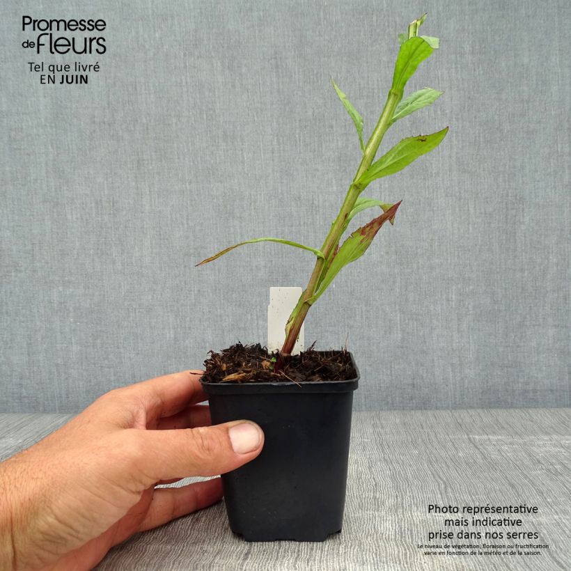 Helenium Dunkle Pracht 8/9 cm pot sample as delivered in summer