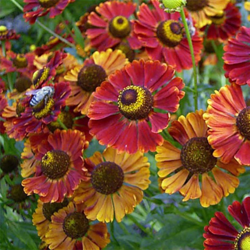 Helenium Dunkle Pracht (Flowering)