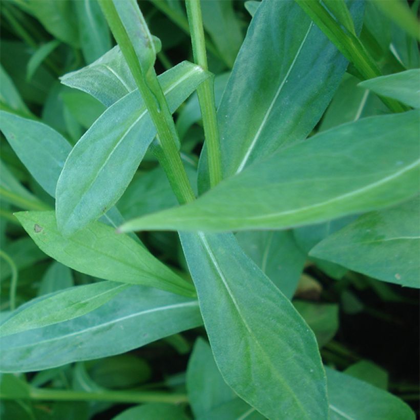 Helenium El Dorado (Foliage)