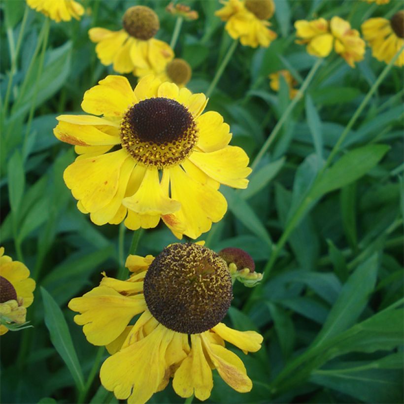 Helenium El Dorado (Flowering)