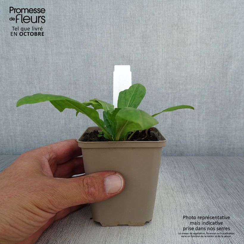 Helenium El Dorado 8/9 cm pot sample as delivered in autumn