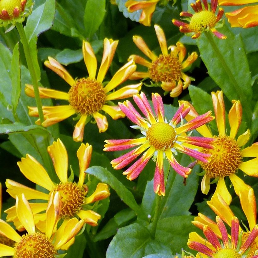 Helenium Fancy Fan (Flowering)