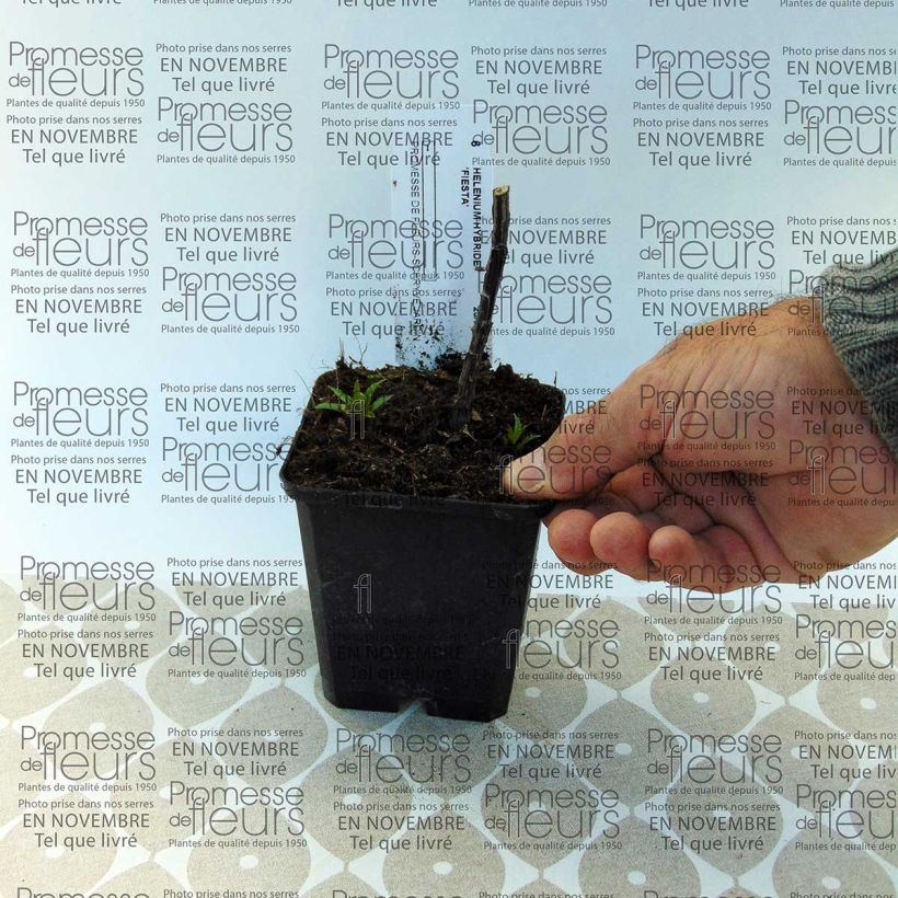 Example of Helenium Fiesta Tin specimen as delivered