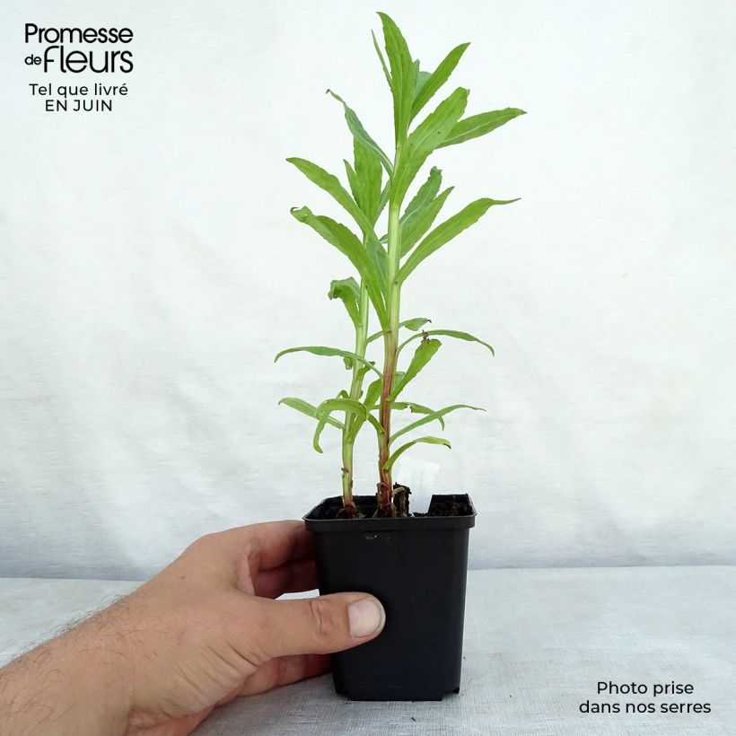 Helenium Flammendes Katchen - Sneezeweed 8/9 cm pot sample as delivered in summer