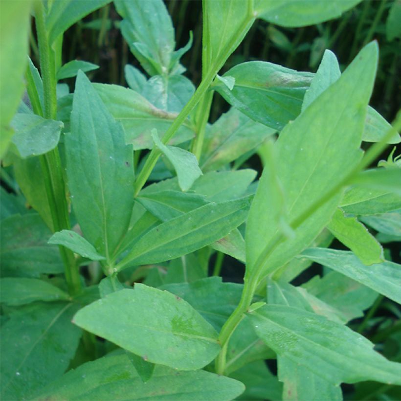 Helenium Flammenspiel (Foliage)