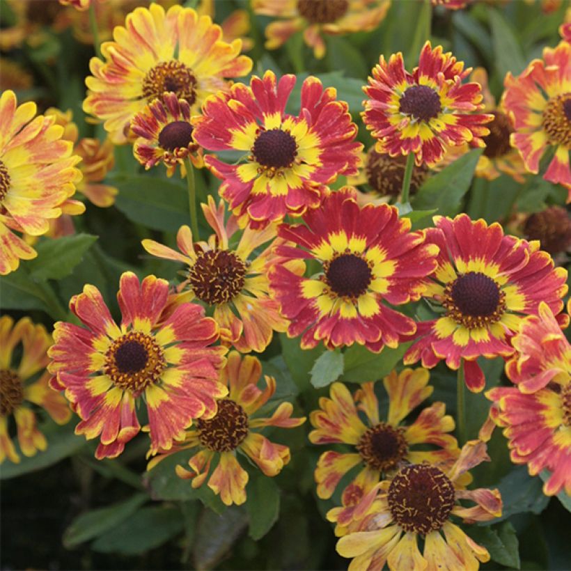 Helenium Fuego (Flowering)