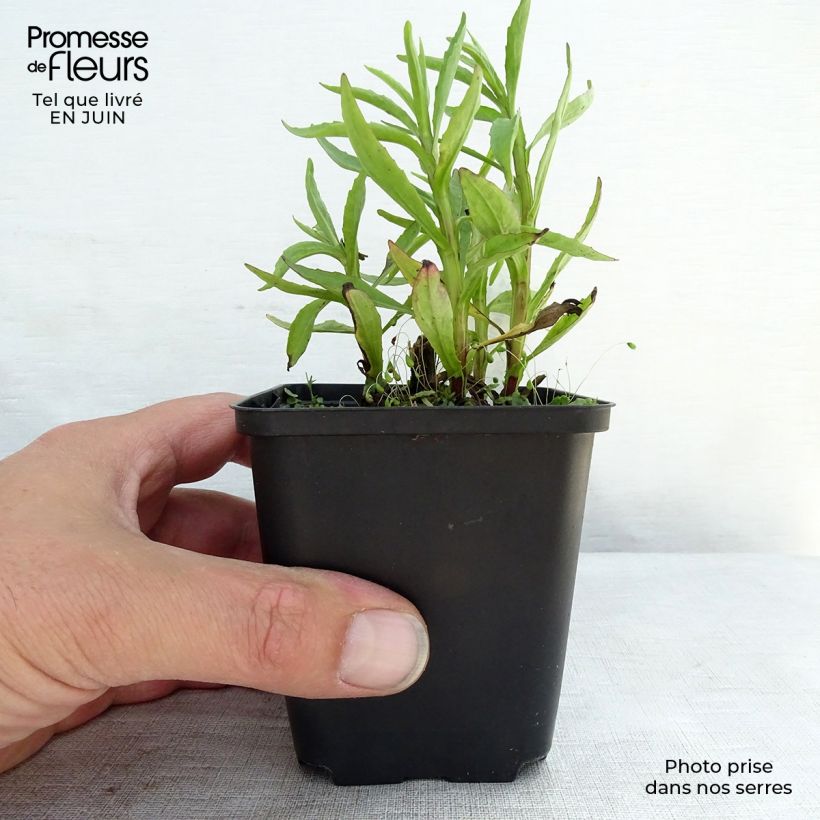 Helenium Fuego 8/9 cm pot sample as delivered in summer