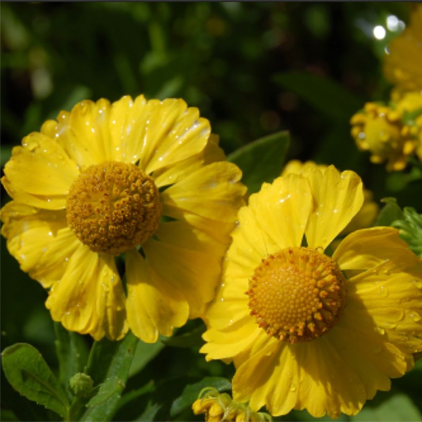 Helenium Kugelsonne (Flowering)