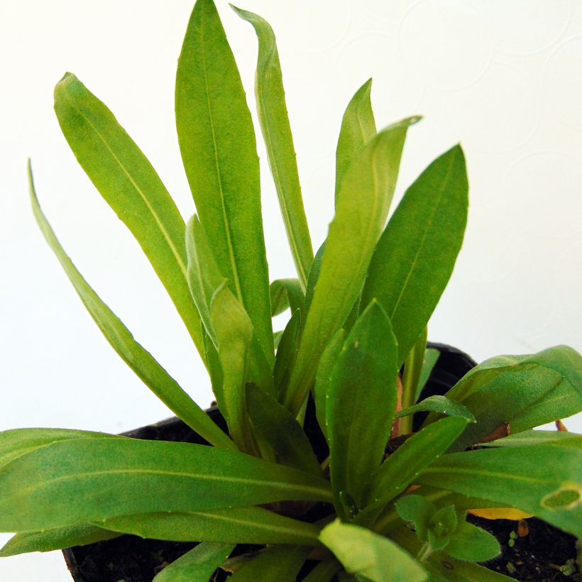 Helenium Kupferzwerg (Foliage)