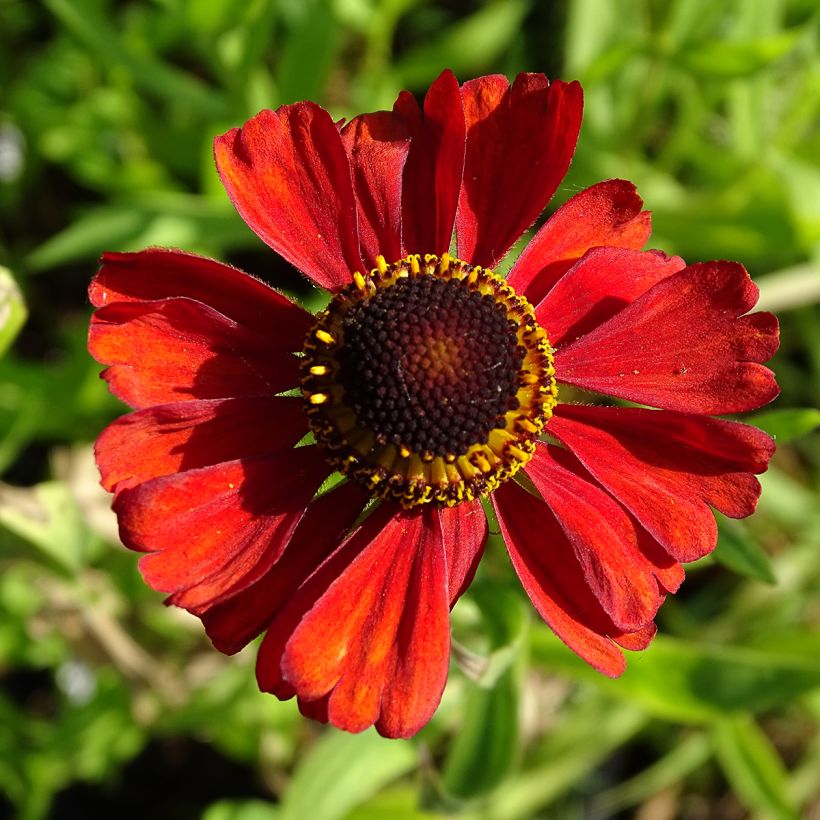 Helenium Kupferzwerg (Flowering)