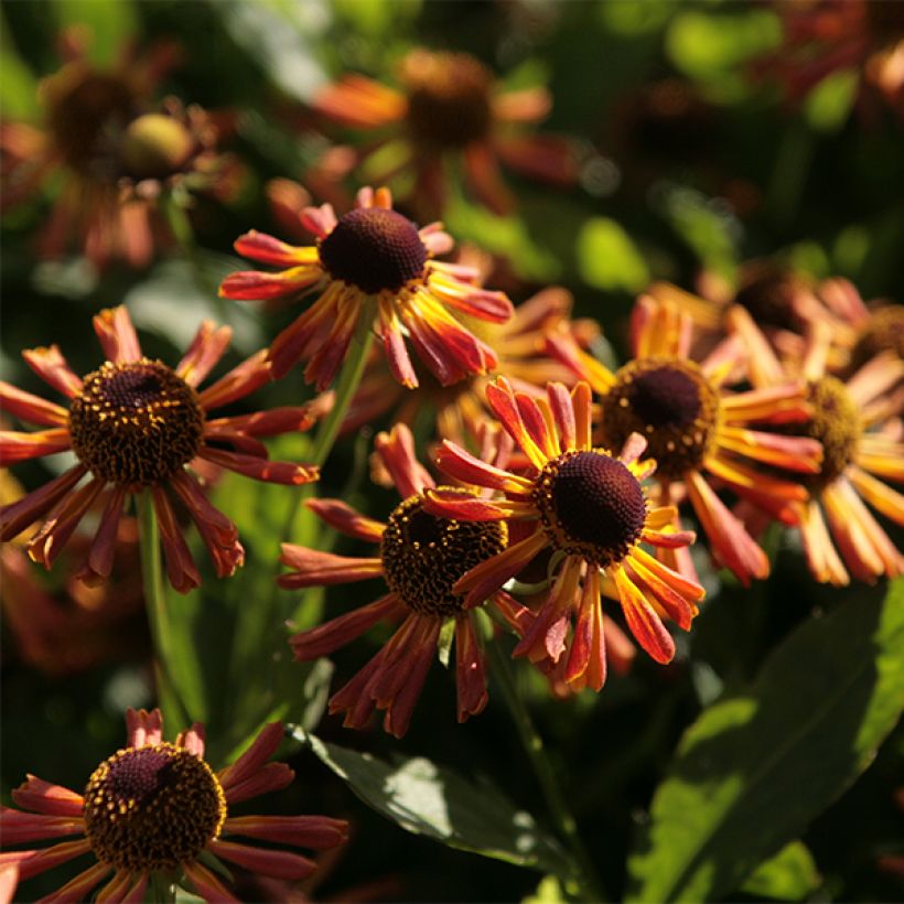 Helenium Loysder Wieck (Flowering)