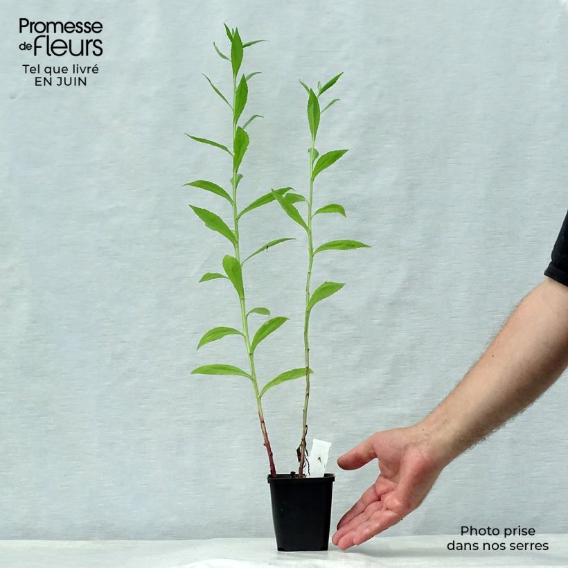 Helenium Loysder Wieck 8/9 cm pot sample as delivered in summer