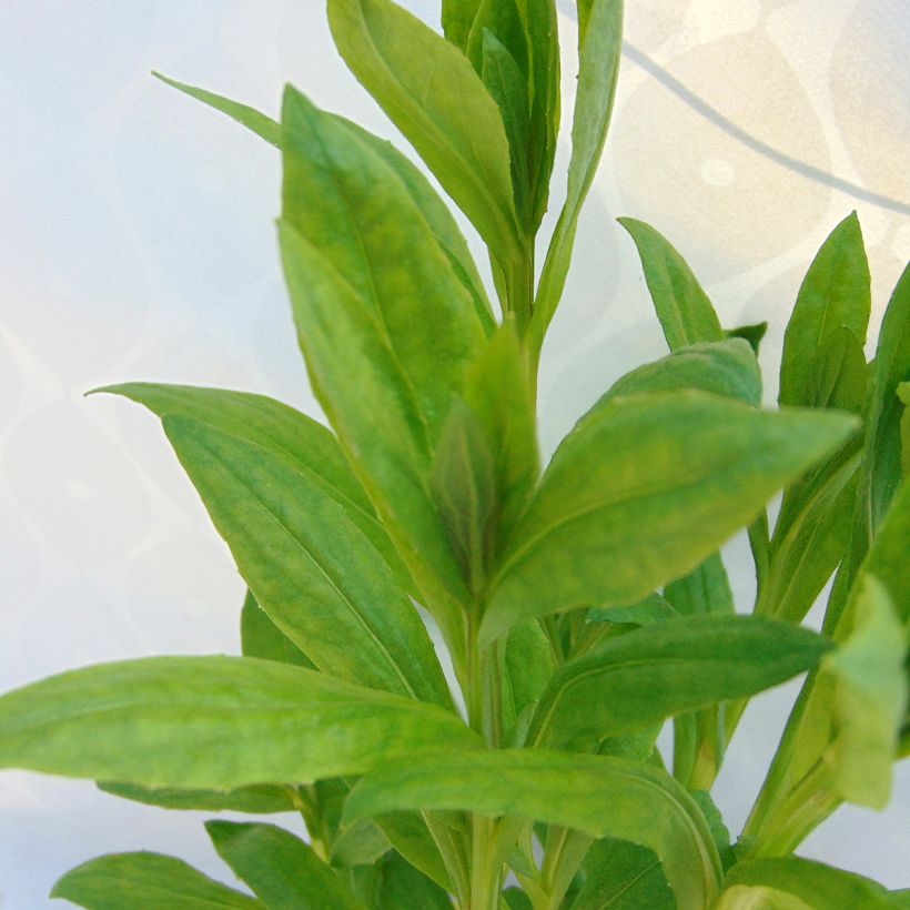 Helenium Mardi Gras (Foliage)