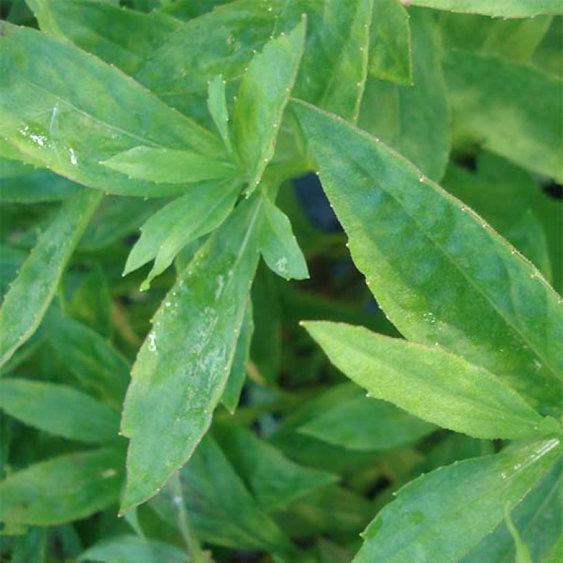 Helenium Marion Nickig (Foliage)