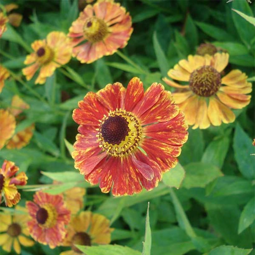 Helenium Marion Nickig (Flowering)