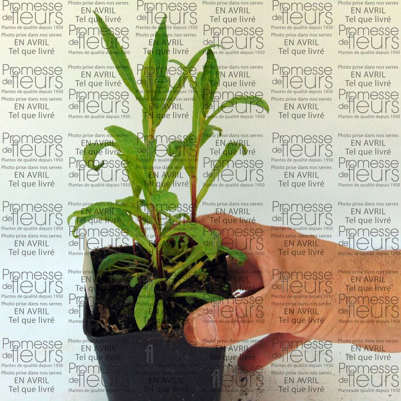 Example of Helenium Marion Nickig specimen as delivered