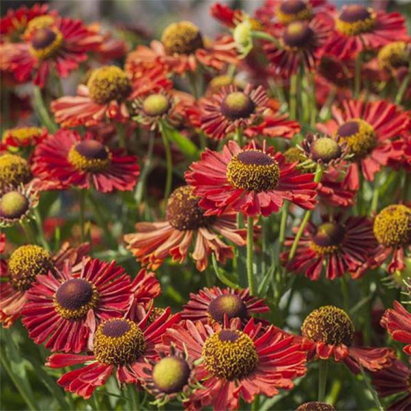 Helenium Mariachi Ranchera (Flowering)