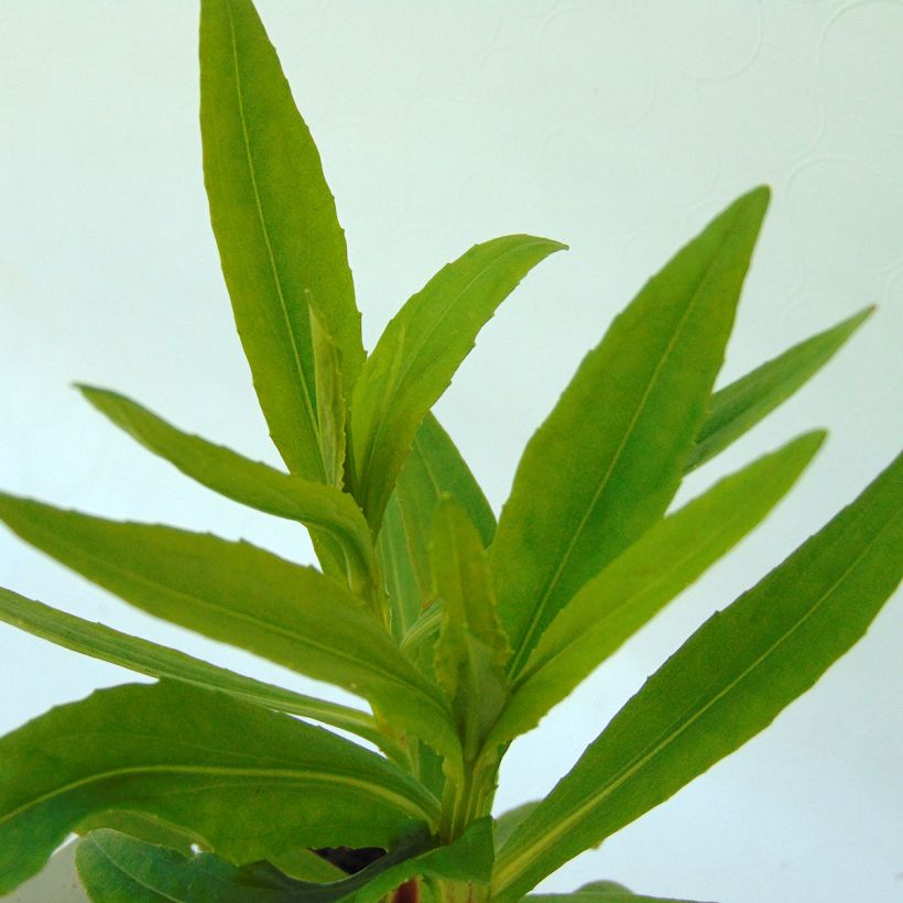 Helenium Mariachi Ranchera (Foliage)