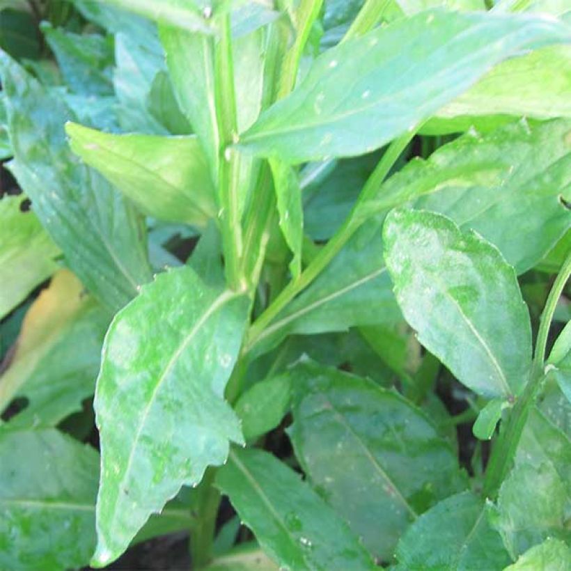 Helenium Rauchtopas (Foliage)