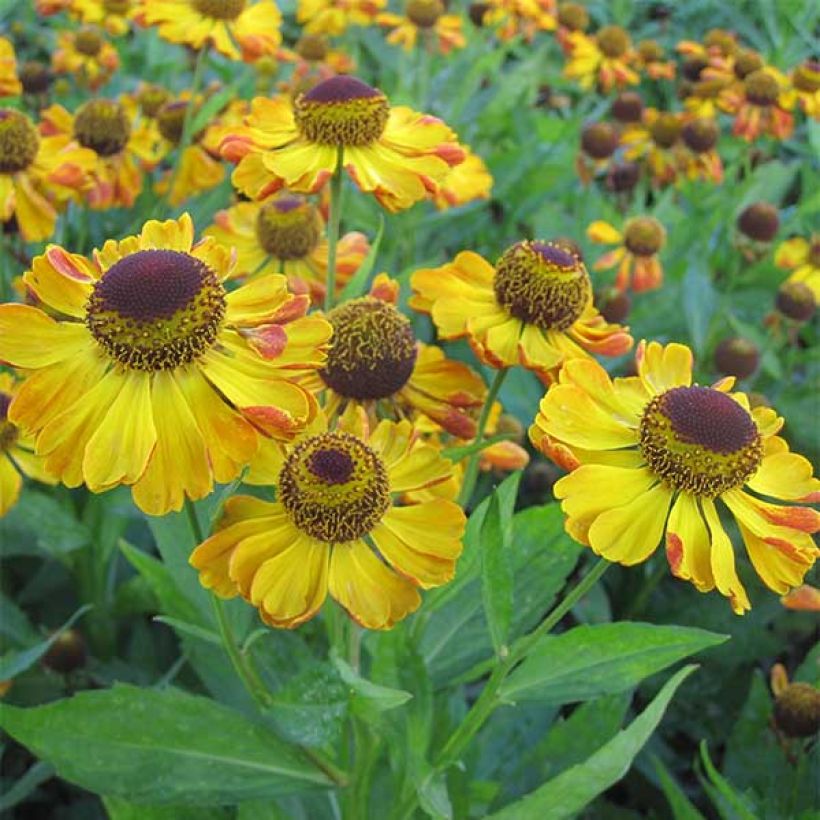 Helenium Rauchtopas (Flowering)