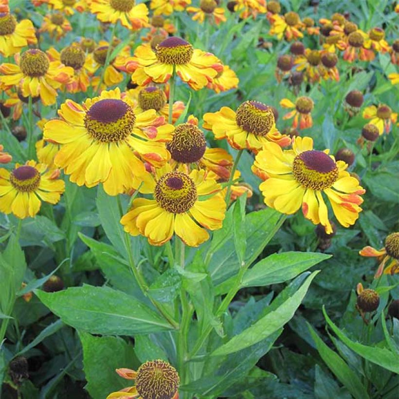 Helenium Rauchtopas (Plant habit)