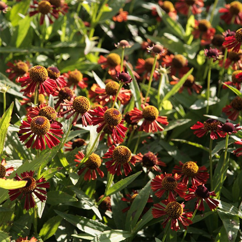 Helenium Ruby Tuesday (Flowering)