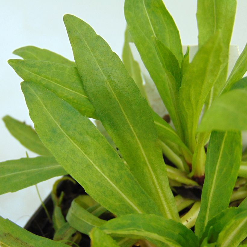 Helenium Ruby Tuesday (Foliage)