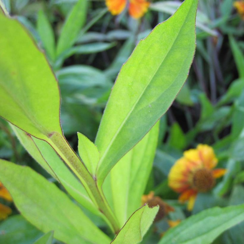 Helenium Sahins Early Flowerer (Foliage)