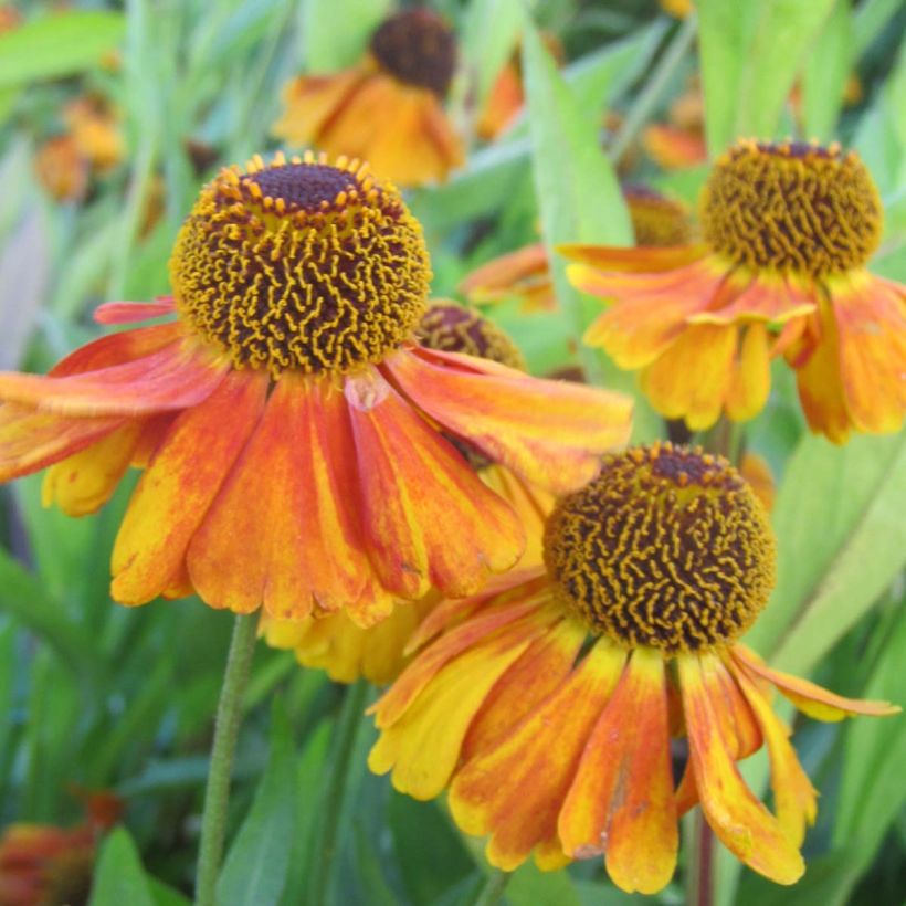 Helenium Sahins Early Flowerer (Flowering)