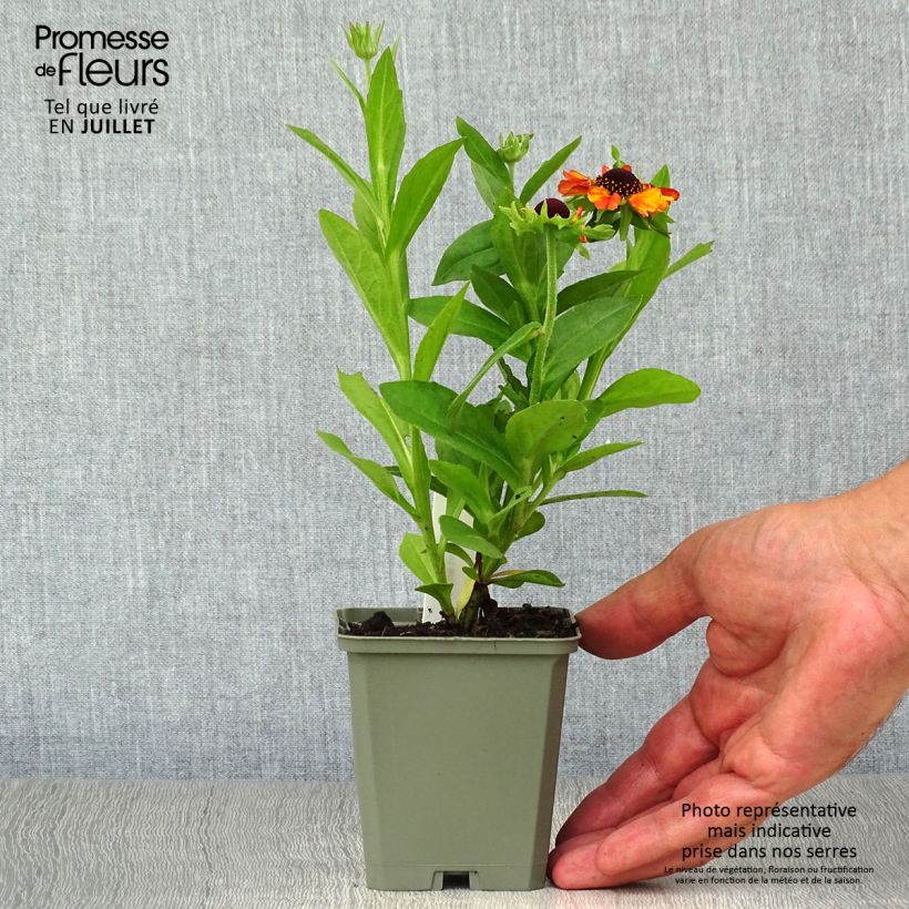 Helenium autumnale Short and Sassy 8/9 cm pot sample as delivered in summer