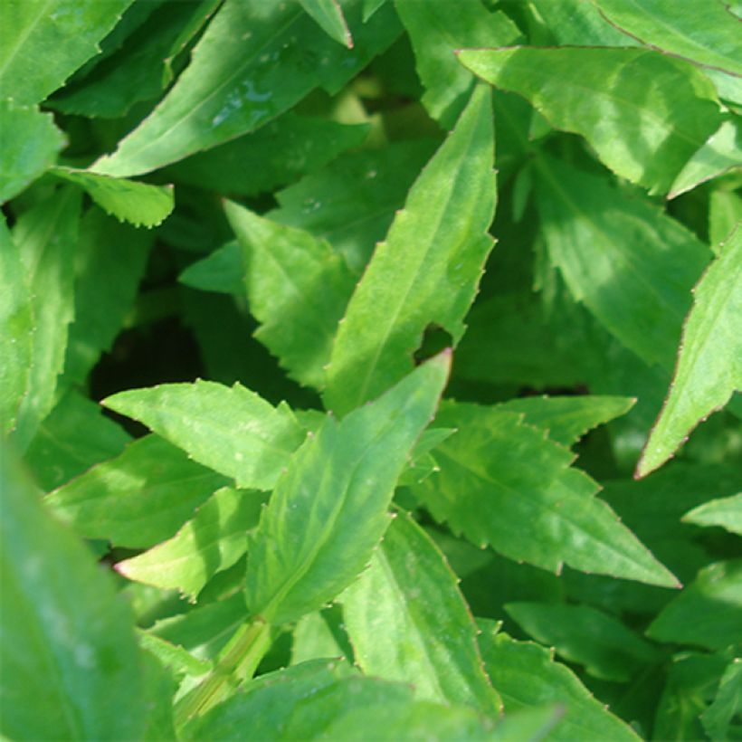 Helenium Tie Dye (Foliage)